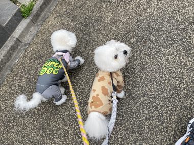 ビションフリーゼ　おもち  海の公園とか IMG_2873-380x285