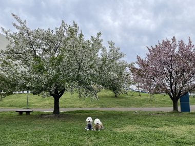 ビションフリーゼ　おもち  海の公園とか IMG_2876-380x285