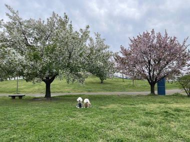 ビションフリーゼ　おもち  海の公園とか IMG_2877-380x285