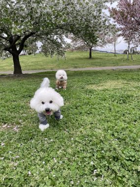 ビションフリーゼ　おもち  海の公園とか IMG_2878-scaled-e1775809354760-285x380