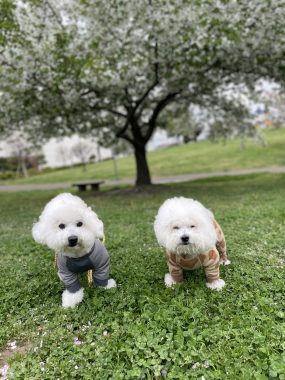 ビションフリーゼ　おもち  海の公園とか IMG_2881-285x380
