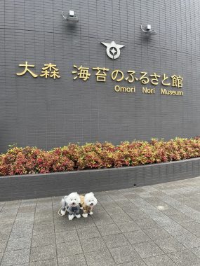 ビションフリーゼ　おもち  海の公園とか IMG_2883-scaled-e1775808984637-285x380