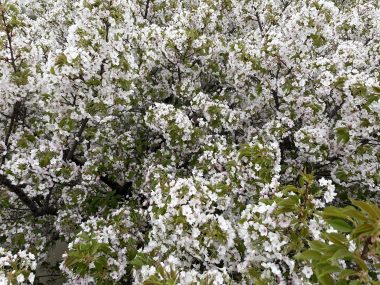 ビションフリーゼ　おもち  海の公園とか IMG_2885-380x285