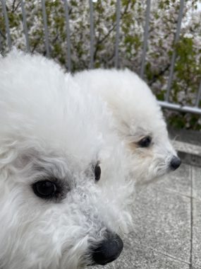 ビションフリーゼ　おもち  海の公園とか IMG_2886-scaled-e1775809048332-285x380