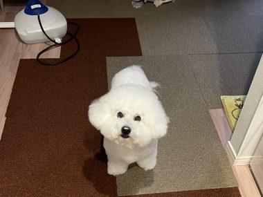 ビションフリーゼ　おもち  海の公園とか IMG_2888-380x285