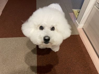 ビションフリーゼ　おもち  海の公園とか IMG_2890-380x285