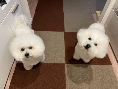 ビションフリーゼ　おもち  海の公園とか IMG_2891-380x285