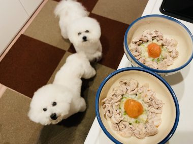 ビションフリーゼ　おもち  おもふく飯色々 IMG_2893-380x285