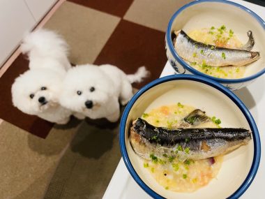 ビションフリーゼ　おもち  おもふく飯色々 IMG_2896-380x285