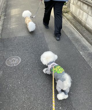 ビションフリーゼ おもち おもふくおじ彡海の公園 IMG_2898-319x380 ビションフリーゼ おもち おもふくおじ彡海の公園 IMG_2898-319x380