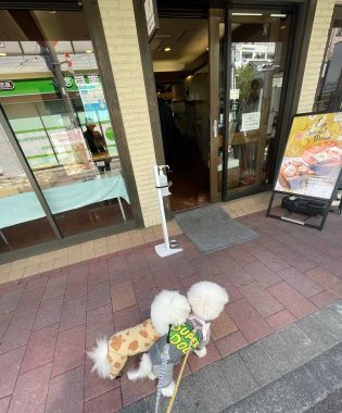 ビションフリーゼ おもち おもふくおじ彡海の公園 IMG_2899-315x380 ビションフリーゼ おもち おもふくおじ彡海の公園 IMG_2899-315x380