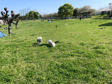 ビションフリーゼ おもち おもふくおじ彡海の公園 IMG_2900-380x285 ビションフリーゼ おもち おもふくおじ彡海の公園 IMG_2900-380x285