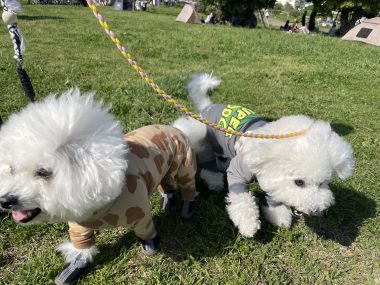 ビションフリーゼ おもち おもふくおじ彡海の公園 IMG_2901-380x285 ビションフリーゼ おもち おもふくおじ彡海の公園 IMG_2901-380x285