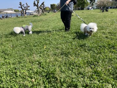 ビションフリーゼ おもち おもふくおじ彡海の公園 IMG_2902-380x285 ビションフリーゼ おもち おもふくおじ彡海の公園 IMG_2902-380x285