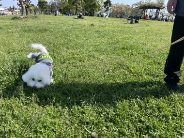 ビションフリーゼ おもち おもふくおじ彡海の公園 IMG_2903-380x285 ビションフリーゼ おもち おもふくおじ彡海の公園 IMG_2903-380x285