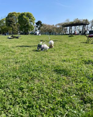 ビションフリーゼ おもち おもふくおじ彡海の公園 IMG_2904-304x380 ビションフリーゼ おもち おもふくおじ彡海の公園 IMG_2904-304x380