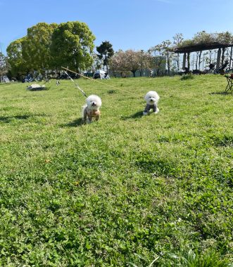 ビションフリーゼ おもち おもふくおじ彡海の公園 IMG_2905-331x380 ビションフリーゼ おもち おもふくおじ彡海の公園 IMG_2905-331x380