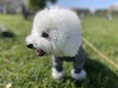 ビションフリーゼ おもち おもふくおじ彡海の公園 IMG_2906-380x285 ビションフリーゼ おもち おもふくおじ彡海の公園 IMG_2906-380x285