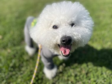 ビションフリーゼ おもち おもふくおじ彡海の公園 IMG_2909-380x285 ビションフリーゼ おもち おもふくおじ彡海の公園 IMG_2909-380x285