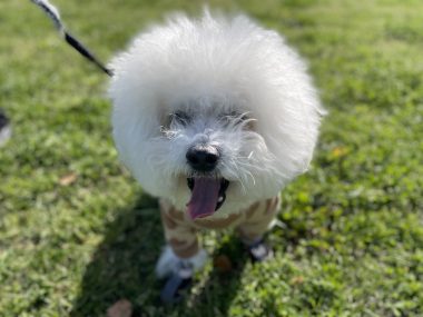 ビションフリーゼ おもち おもふくおじ彡海の公園 IMG_2910-380x285 ビションフリーゼ おもち おもふくおじ彡海の公園 IMG_2910-380x285