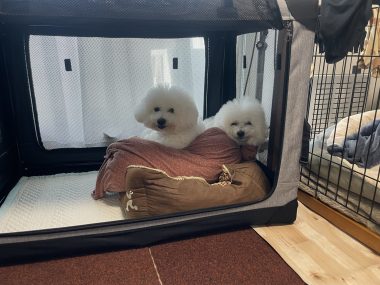 ビションフリーゼ おもち 平日のおもちふく IMG_2915-380x285 ビションフリーゼ おもち 平日のおもちふく IMG_2915-380x285