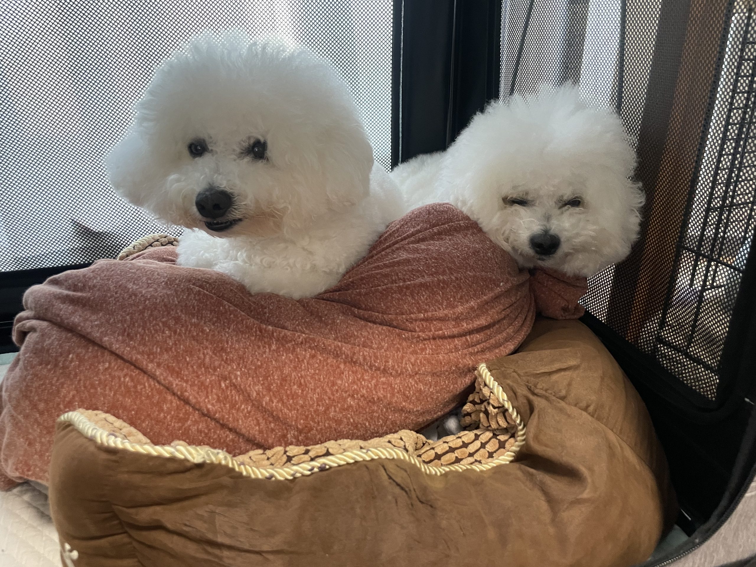 ビションフリーゼ おもち 平日のおもちふく IMG_2916-scaled ビションフリーゼ おもち 平日のおもちふく IMG_2916-scaled