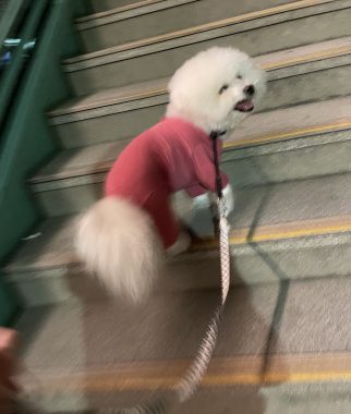 ビションフリーゼ おもち 平日のおもちふく IMG_2925-322x380 ビションフリーゼ おもち 平日のおもちふく IMG_2925-322x380