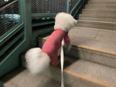 ビションフリーゼ おもち 平日のおもちふく IMG_2926-380x285 ビションフリーゼ おもち 平日のおもちふく IMG_2926-380x285