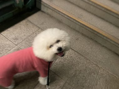 ビションフリーゼ おもち 平日のおもちふく IMG_2927-380x285 ビションフリーゼ おもち 平日のおもちふく IMG_2927-380x285