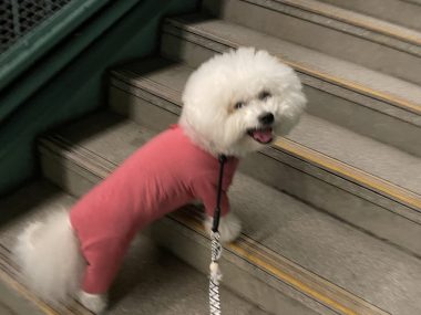 ビションフリーゼ おもち 平日のおもちふく IMG_2928-380x285 ビションフリーゼ おもち 平日のおもちふく IMG_2928-380x285