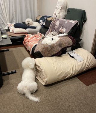 ビションフリーゼ おもち 平日のおもちふく IMG_2932-321x380 ビションフリーゼ おもち 平日のおもちふく IMG_2932-321x380