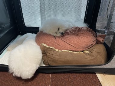 ビションフリーゼ おもち 平日のおもちふく IMG_2937-380x285 ビションフリーゼ おもち 平日のおもちふく IMG_2937-380x285