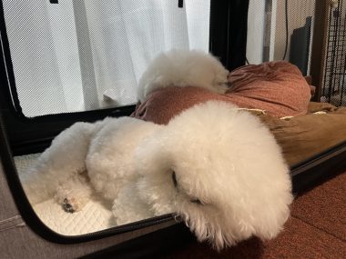 ビションフリーゼ おもち 平日のおもちふく IMG_2938-380x285 ビションフリーゼ おもち 平日のおもちふく IMG_2938-380x285