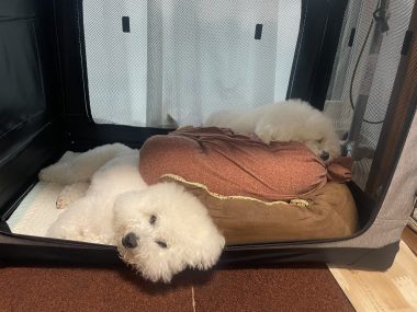 ビションフリーゼ おもち 平日のおもちふく IMG_2941-380x285 ビションフリーゼ おもち 平日のおもちふく IMG_2941-380x285