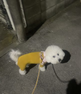 ビションフリーゼ おもち 平日のおもちふく IMG_2942-325x380 ビションフリーゼ おもち 平日のおもちふく IMG_2942-325x380