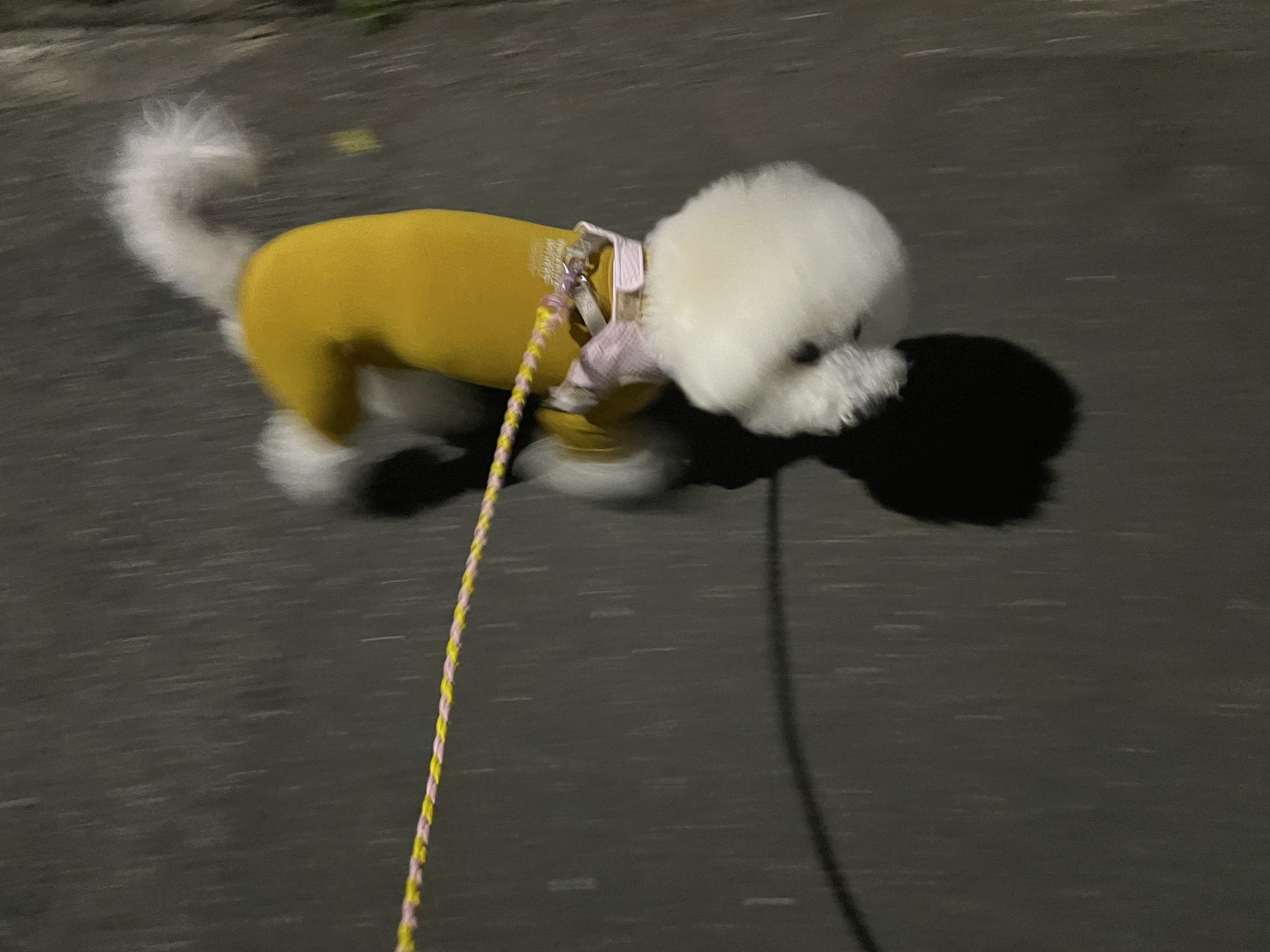 ビションフリーゼ おもち 平日のおもちふく IMG_2943-scaled ビションフリーゼ おもち 平日のおもちふく IMG_2943-scaled