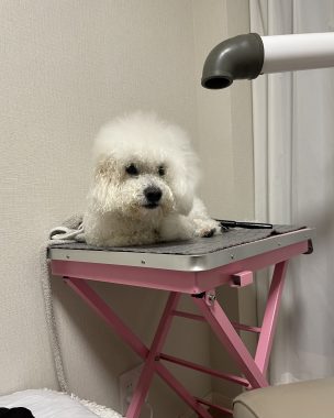 ビションフリーゼ おもち 平日のおもちふく IMG_2946-304x380 ビションフリーゼ おもち 平日のおもちふく IMG_2946-304x380