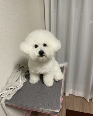 ビションフリーゼ おもち 平日のおもちふく IMG_2947-306x380 ビションフリーゼ おもち 平日のおもちふく IMG_2947-306x380