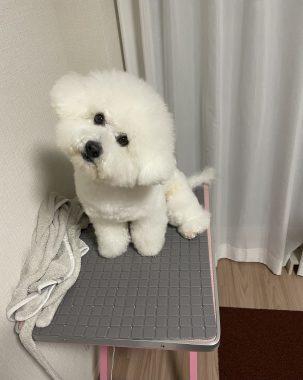 ビションフリーゼ おもち 平日のおもちふく IMG_2948-303x380 ビションフリーゼ おもち 平日のおもちふく IMG_2948-303x380