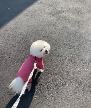 ビションフリーゼ　おもち  おもふくさんぽ彡 IMG_2958-319x380