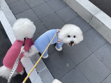 ビションフリーゼ　おもち  おもふくさんぽ彡 IMG_2960-380x285