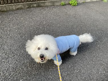 ビションフリーゼ　おもち  おもふくさんぽ彡 IMG_2961-380x285