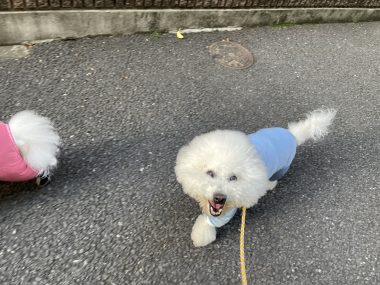 ビションフリーゼ　おもち  おもふくさんぽ彡 IMG_2962-380x285