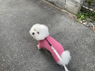 ビションフリーゼ　おもち  おもふくさんぽ彡 IMG_2965-380x285