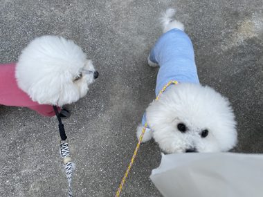 ビションフリーゼ　おもち  おもふくさんぽ彡 IMG_2966-380x285