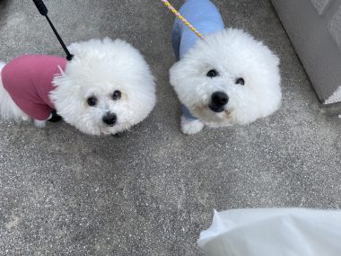 ビションフリーゼ　おもち  おもふくさんぽ彡 IMG_2967-380x285