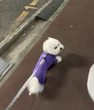 ビションフリーゼ　おもち  おもふくさんぽ彡 IMG_2973-326x380