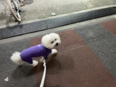 ビションフリーゼ　おもち  おもふくさんぽ彡 IMG_2974-380x285