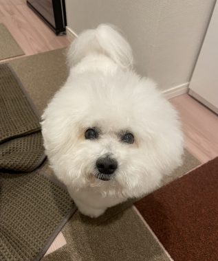 ビションフリーゼ　おもち  おもふくさんぽ彡 IMG_2979-317x380