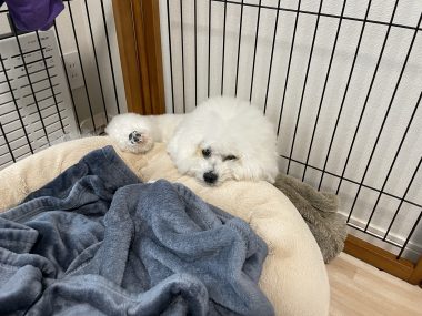 ビションフリーゼ　おもち  おもふくさんぽ彡 IMG_2980-380x285